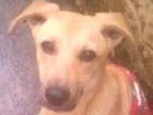 Cachorro ra a SRD idade 1 ano nome Banzé