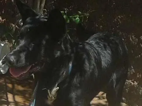 Cachorro ra a  idade 2 a 6 meses nome Nagão