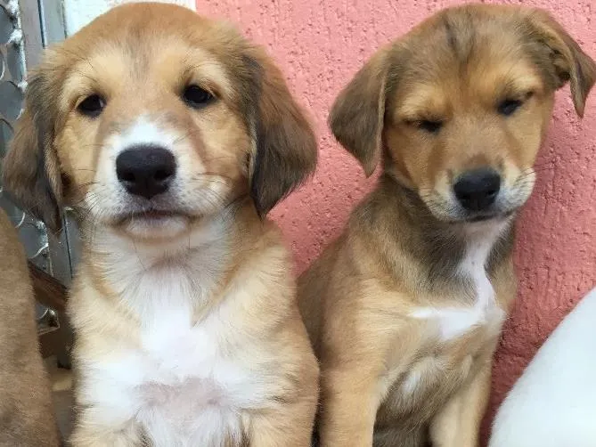 Cachorro ra a Raça de porte médio  idade Abaixo de 2 meses nome 3 lindas fêmeas 