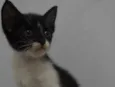 Lulu