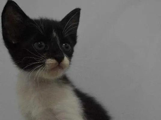Gato ra a  idade  nome Lulu