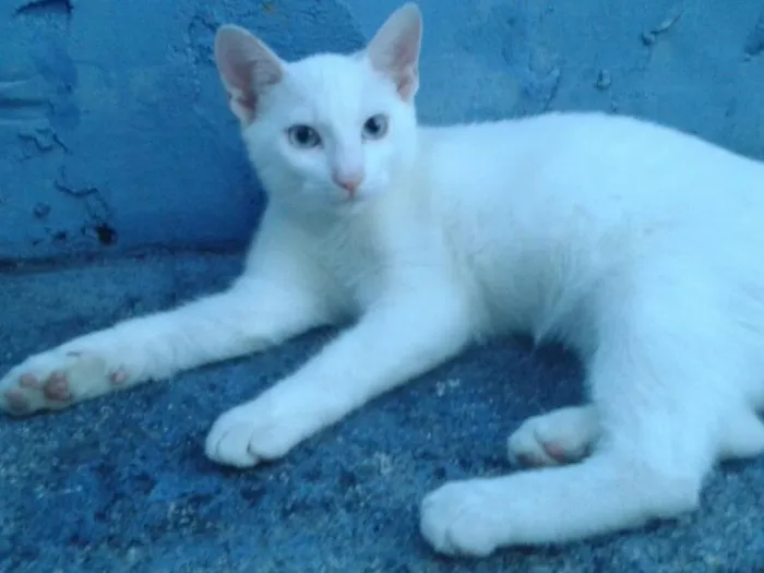 Gato raça Srd idade 2 a 6 meses nome Diversos