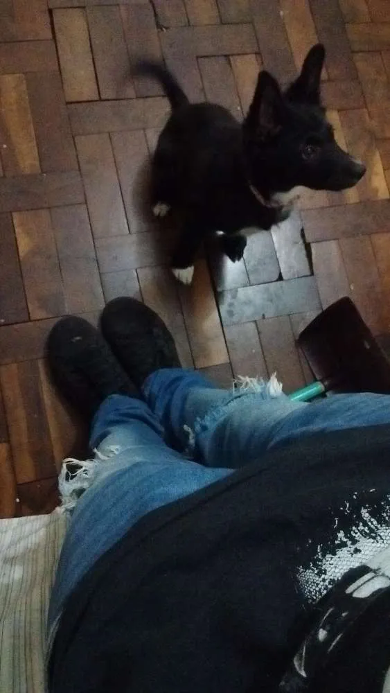 Cachorro ra a Vira lata idade 2 a 6 meses nome Luna