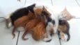gatinhos