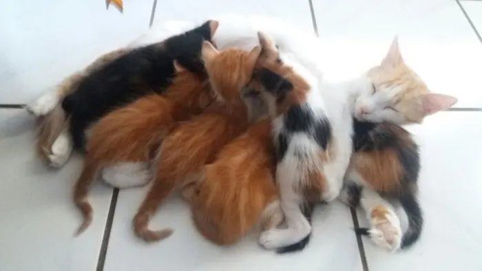 Gato ra a SRD idade 2 a 6 meses nome gatinhos