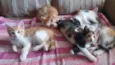 gatinhos