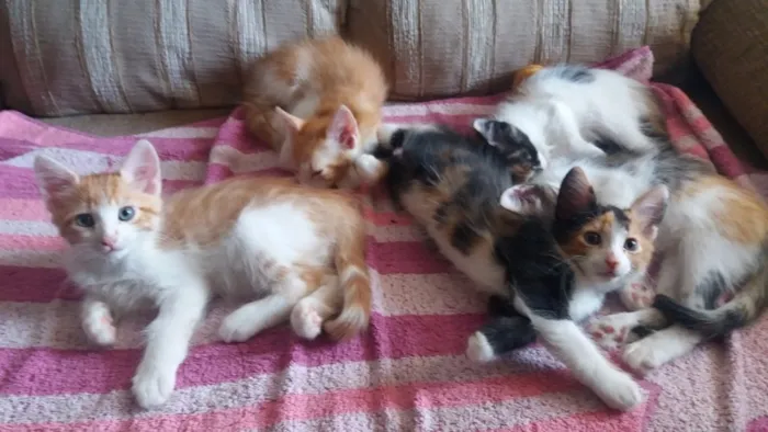 Gato ra a SRD idade 2 a 6 meses nome gatinhos