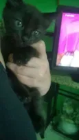 Neguinha