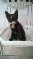 Neguinha