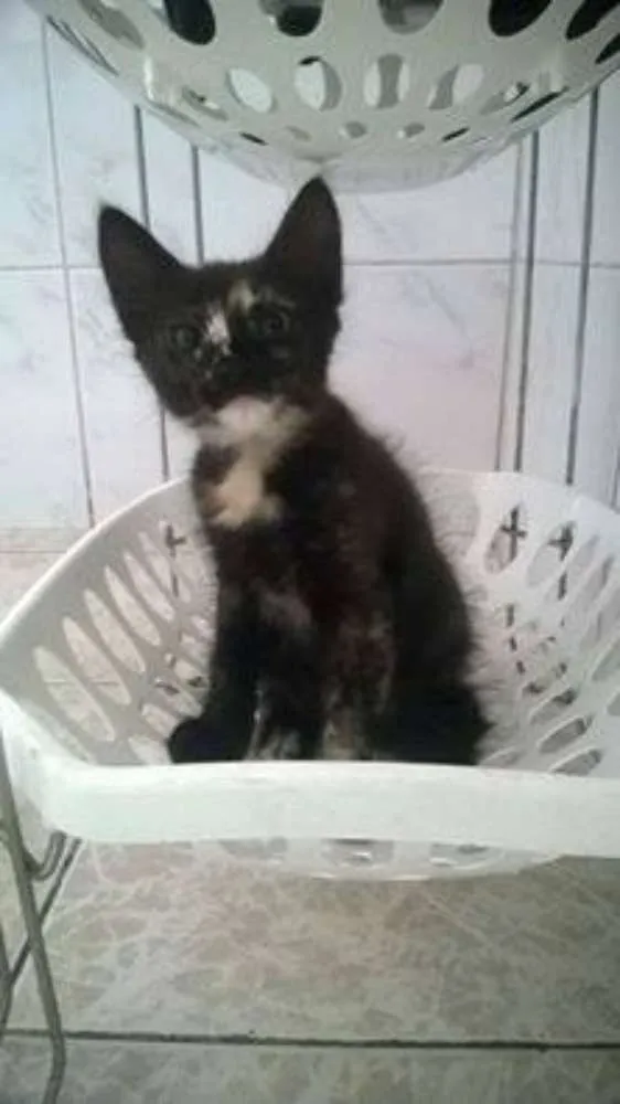 Gato ra a  idade Abaixo de 2 meses nome Neguinha