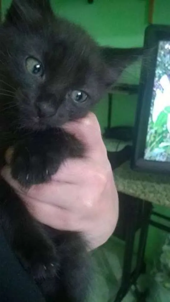 Gato ra a  idade Abaixo de 2 meses nome Neguinha