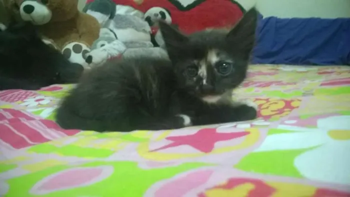 Gato ra a  idade Abaixo de 2 meses nome Neguinha
