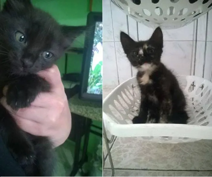 Gato ra a  idade Abaixo de 2 meses nome Neguinha