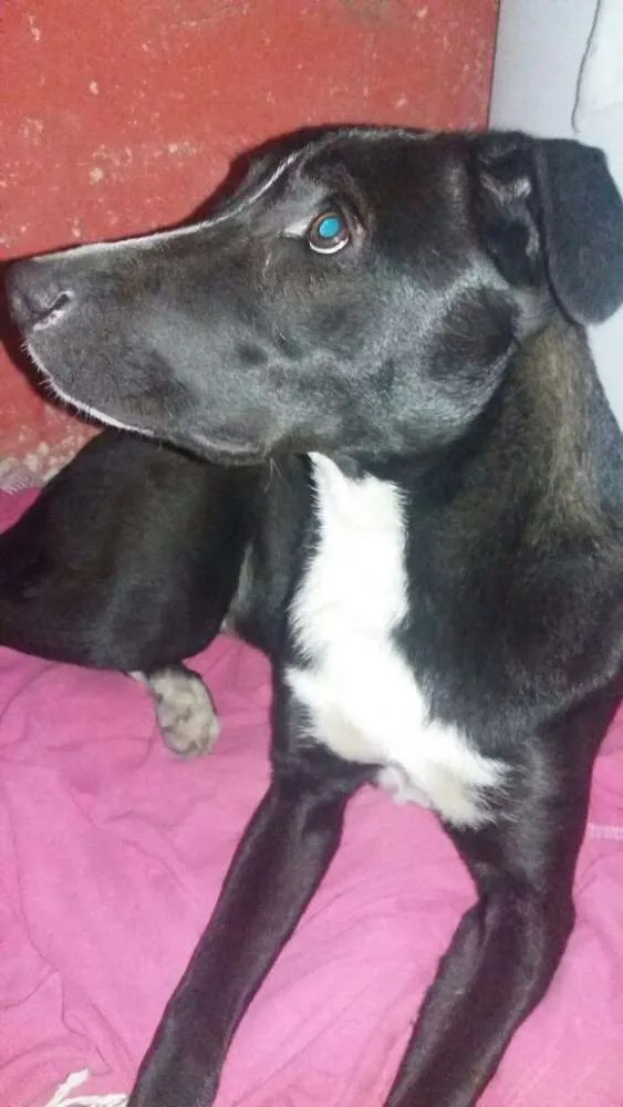 Cachorro ra a Vira lata idade 1 ano nome Negão