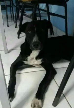 Cachorro raça Vira lata idade 1 ano nome Negão