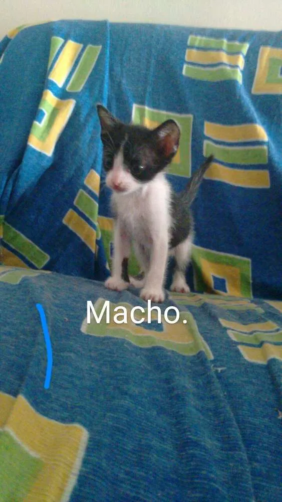 Gato ra a  idade Abaixo de 2 meses nome Irmãozinhos