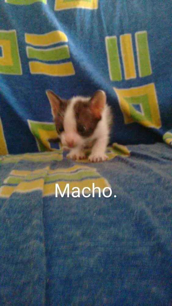 Gato ra a  idade Abaixo de 2 meses nome Irmãozinhos
