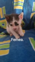 Irmãozinhos