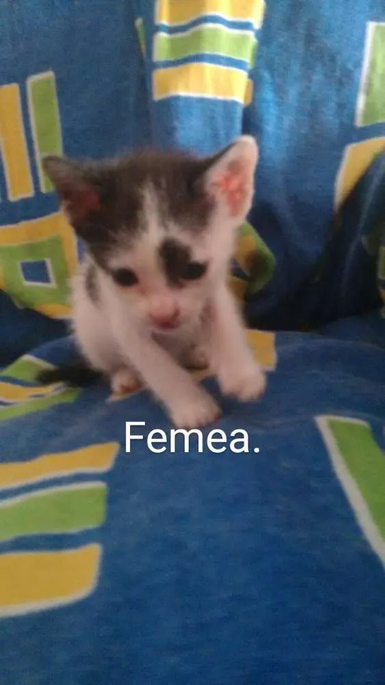 Gato ra a  idade Abaixo de 2 meses nome Irmãozinhos