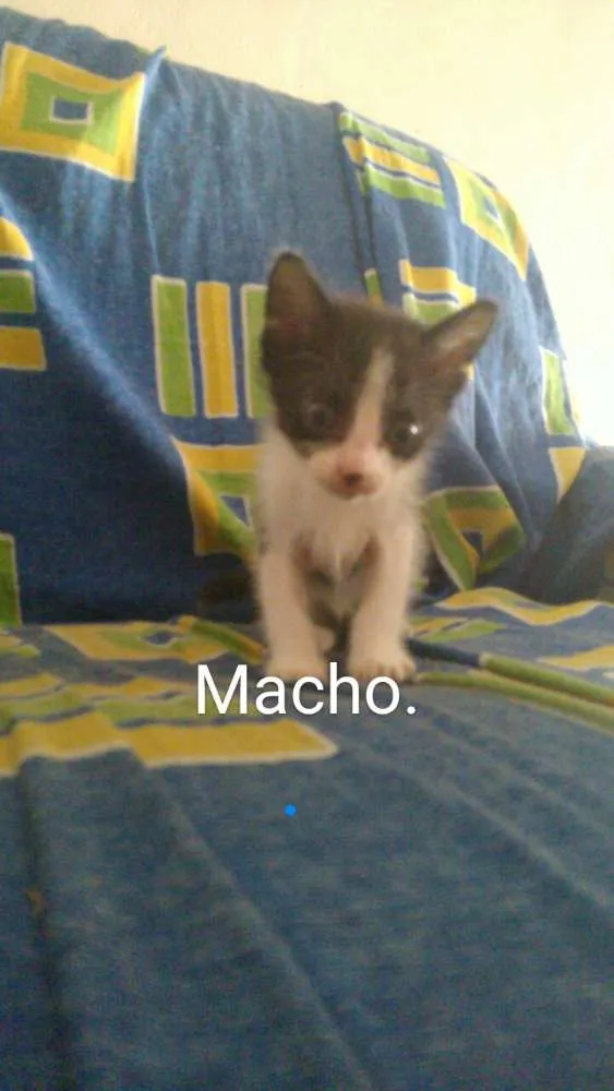 Gato ra a  idade Abaixo de 2 meses nome Irmãozinhos