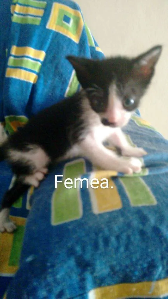 Gato ra a  idade Abaixo de 2 meses nome Irmãozinhos