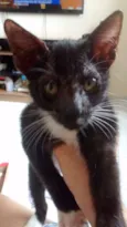 Simba