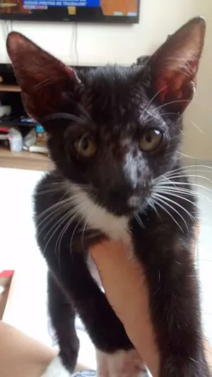 Gato raça viralata idade 2 a 6 meses nome Simba