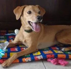 Cachorro raça srd idade 5 anos nome snoopy