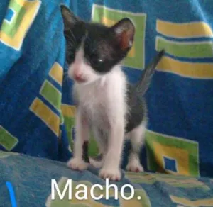 Gato raça  idade Abaixo de 2 meses nome Irmãozinhos