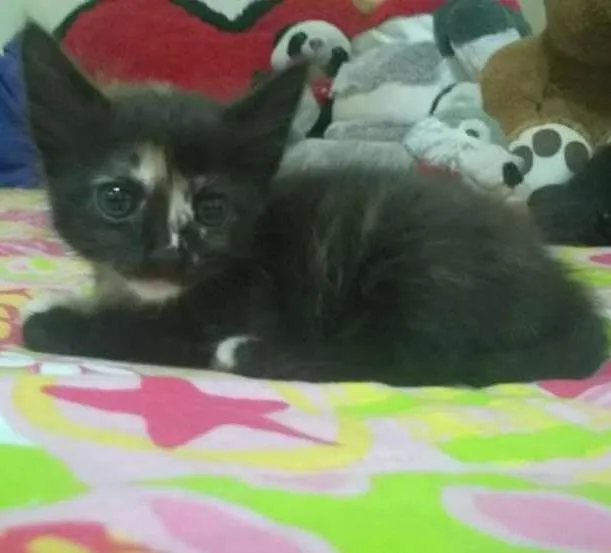 Gato ra a  idade Abaixo de 2 meses nome Neguinha