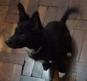Cachorro raça Vira lata idade 2 a 6 meses nome Luna