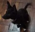Cachorro raça Vira lata idade 2 a 6 meses nome Luna