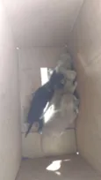Gatos
