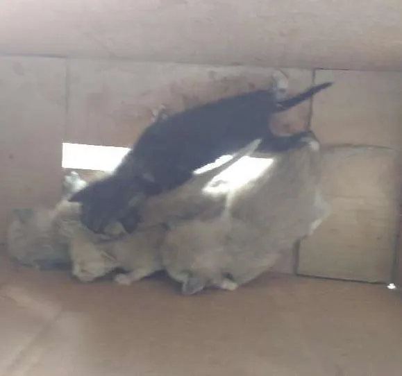 Gato ra a Comum idade Abaixo de 2 meses nome Gatos