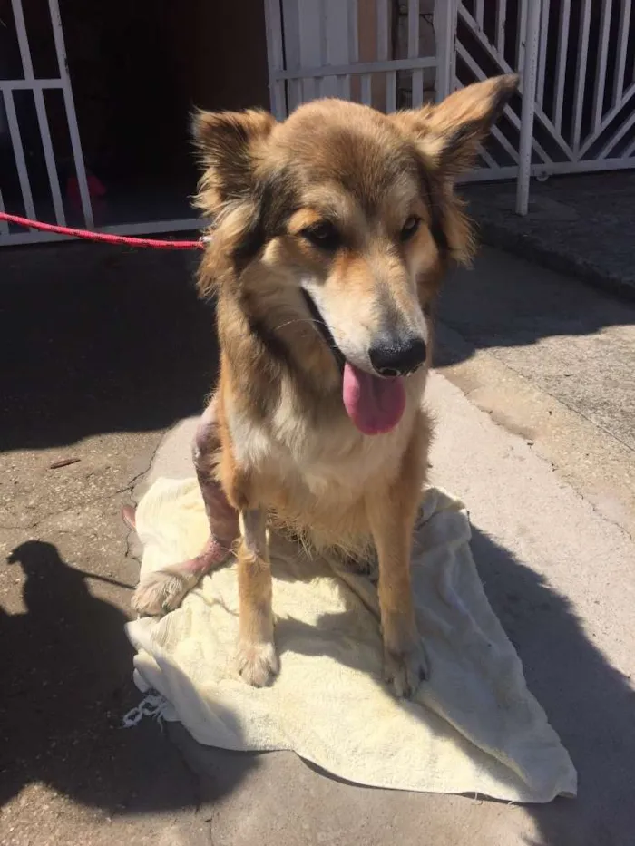 Cachorro ra a SRD idade 2 anos nome Lobinho