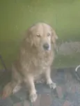 Mel