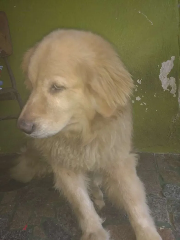 Cachorro raça Gold Retrivier idade 5 anos nome Mel