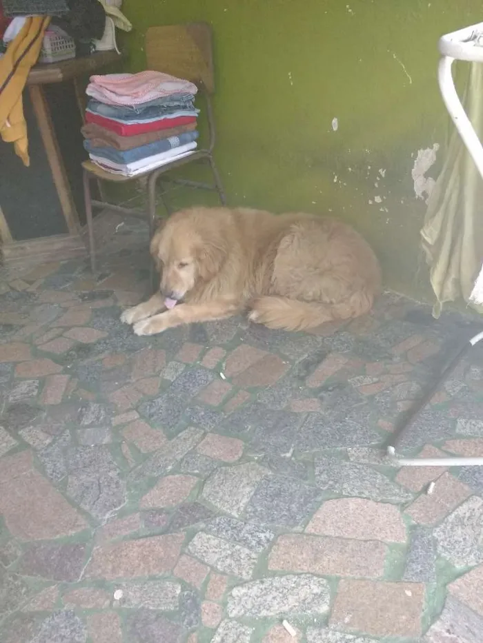 Cachorro raça Gold Retrivier idade 5 anos nome Mel