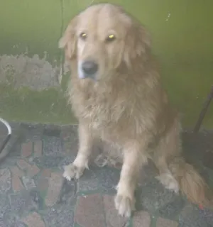 Cachorro raça Gold Retrivier idade 5 anos nome Mel