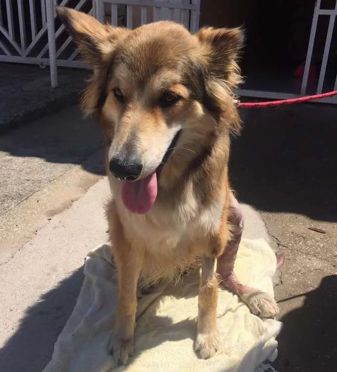 Cachorro ra a SRD idade 2 anos nome Lobinho