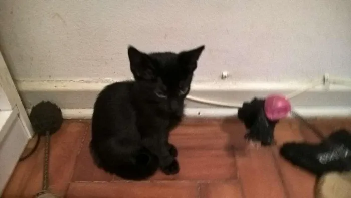 Gato ra a srd idade 2 a 6 meses nome shoyo
