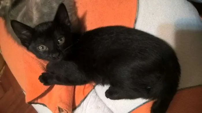 Gato ra a srd idade 2 a 6 meses nome shoyo