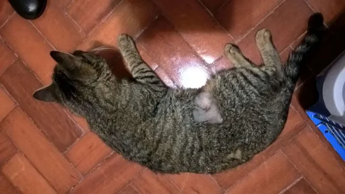 Gato ra a srd idade 2 anos nome kyoko