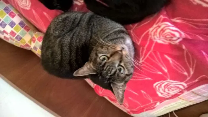 Gato ra a srd idade 2 anos nome kyoko