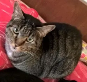 Gato raça srd idade 2 anos nome kyoko