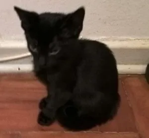 Gato raça srd idade 2 a 6 meses nome shoyo