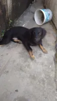 Pitoco