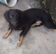 Pitoco