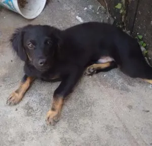 Cachorro raça Mistura de pastor alemão com vira lata  idade 2 a 6 meses nome Pitoco