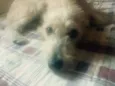 Bela